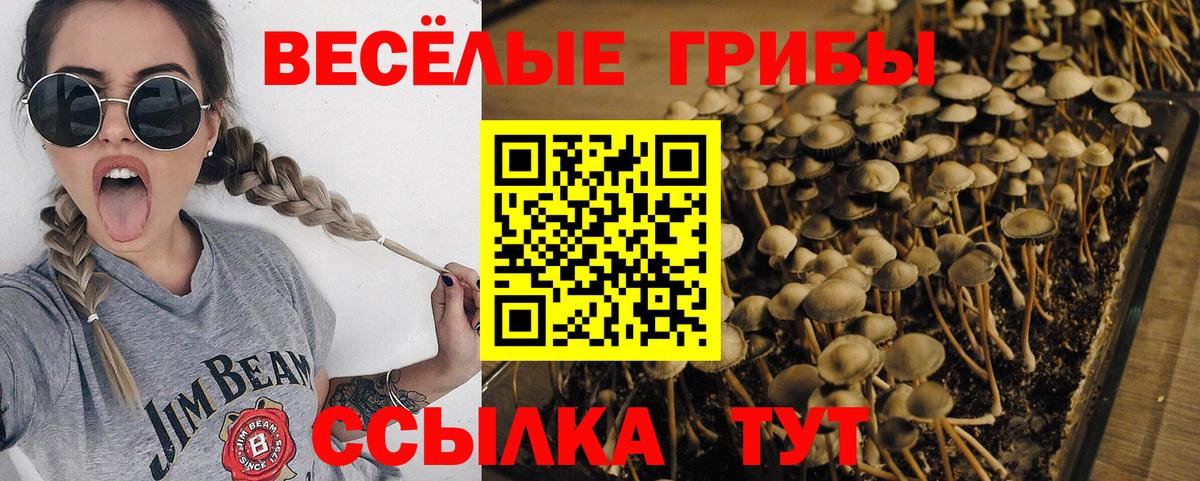 Кимры  Псилоцибиновые грибы Psilocybine cubensis  Вход с VPN  что такое   Галлюциногенные грибы Cubensis 